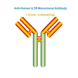 Anti-Human IL7R Monoclonal Antibody,  clone: crebankitug Ships in 3-5 Weeks