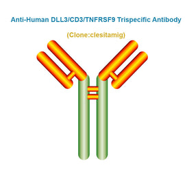Anti-Human DLL3/CD3/TNFRSF9 Trispecific Antibody, Clone: clesitamig, Ships in 3-5 Weeks
