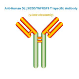 Anti-Human DLL3/CD3/TNFRSF9 Trispecific Antibody, Clone: clesitamig, Ships in 3-5 Weeks