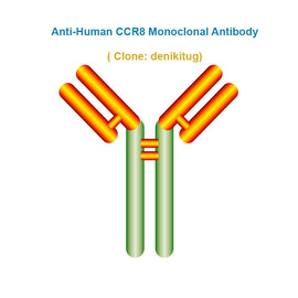 Anti-Human CCR8 Monoclonal Antibody,  clone: denikitug, Ships in 3-5 Weeks