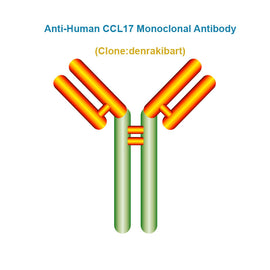 Anti-Human CCL17 Monoclonal Antibody, Clone: denrakibart, Ships in 3-5 Weeks