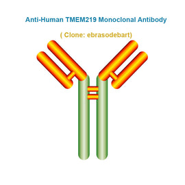 Anti-Human TMEM219 Monoclonal Antibody,  clone: ebrasodebart, Ships in 3-5 Weeks