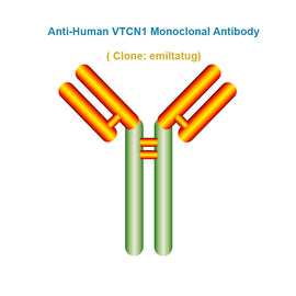 Anti-Human VTCN1 Monoclonal Antibody,  clone: emiltatug, Ships in 3-5 Weeks