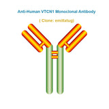 Anti-Human VTCN1 Monoclonal Antibody,  clone: emiltatug, Ships in 3-5 Weeks