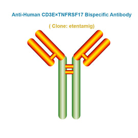 Anti-Human CD3E×TNFRSF17 Bispecific Antibody, clone: etentamig, Ships in 3-5 Weeks