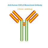 Anti-Human CXCL8 Monoclonal Antibody,  clone: adakitug, Ships in 3-5 Weeks