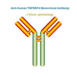 Anti-Human TNFRSF4 Monoclonal Antibody,  clone: gimistotug, Ships in 3-5 Weeks