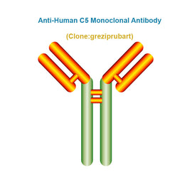 Anti-Human C5 Monoclonal Antibody, Clone: greziprubart, Ships in 3-5 Weeks