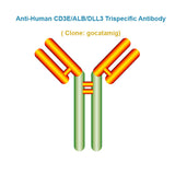Anti-Human CD3E/ALB/DLL3 Trispecific Antibody, clone: gocatamig, Ships in 3-5 Weeks