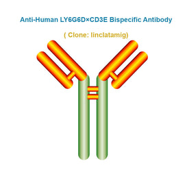 Anti-Human LY6G6D×CD3E Bispecific Antibody, clone: linclatamig, Ships in 3-5 Weeks