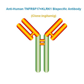 Anti-Human TNFRSF17×KLRK1 Bispecific Antibody, Clone: ingitamig, Ships in 3-5 Weeks