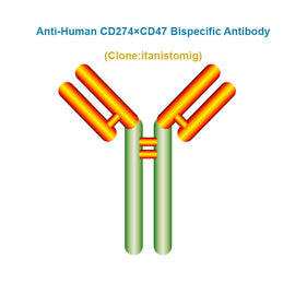 Anti-Human CD274×CD47 Bispecific Antibody, Clone: itanistomig, Ships in 3-5 Weeks