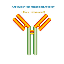 Anti-Human FN1 Monoclonal Antibody, clone: micvotabart Ships in 3-5 Weeks