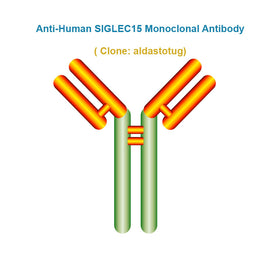 Anti-Human SIGLEC15 Monoclonal Antibody,  clone: aldastotug, Ships in 3-5 Weeks