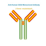 Anti-Human CD22 Monoclonal Antibody, clone: mozistobart, Ships in 3-5 Weeks