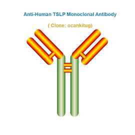 Anti-Human TSLP Monoclonal Antibody, clone: ocankitug, Ships in 3-5 Weeks