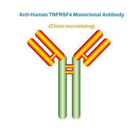 Anti-Human TNFRSF4 Monoclonal Antibody, Clone: nuvustotug, Ships in 3-5 Weeks