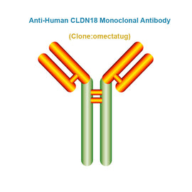 Anti-Human CLDN18 Monoclonal Antibody, Clone: omectatug, Ships in 3-5 Weeks