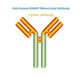 Anti-Human KAAG1 Monoclonal Antibody, clone: olintatug, Ships in 3-5 Weeks