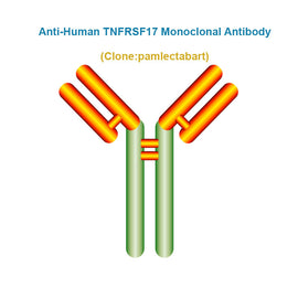 Anti-Human TNFRSF17 Monoclonal Antibody, Clone: pamlectabart, Ships in 3-5 Weeks