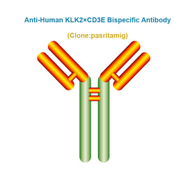Anti-Human KLK2×CD3E Bispecific Antibody, Clone: pasritamig, Ships in 3-5 Weeks