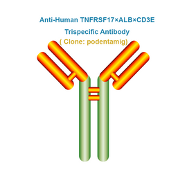 Anti-Human TNFRSF17×ALB×CD3E Trispecific Antibody, clone: podentamig, Ships in 3-5 Weeks