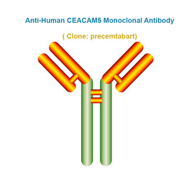 Anti-Human CEACAM5 Monoclonal Antibody, clone: precemtabart, Ships in 3-5 Weeks