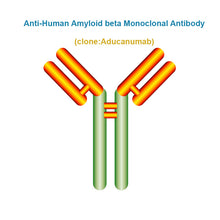 Load image into Gallery viewer, Anti-Human Amyloid beta Monoclonal Antibody, Clone: Aducanumab