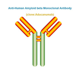 Anti-Human Amyloid beta Monoclonal Antibody, Clone: Aducanumab
