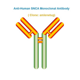 Anti-Human SNCA Monoclonal Antibody,  clone: amlenetug, Ships in 3-5 Weeks