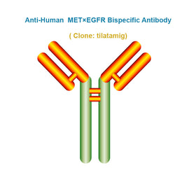 Anti-Human MET×EGFR Bispecific Antibody, clone: tilatamig, Ships in 3-5 Weeks