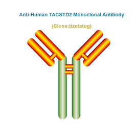 Anti-Human TACSTD2 Monoclonal Antibody, Clone: tizetatug, Ships in 3-5 Weeks