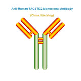 Anti-Human TACSTD2 Monoclonal Antibody, Clone: tizetatug, Ships in 3-5 Weeks