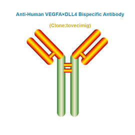 Anti-Human VEGFA×DLL4 Bispecific Antibody, Clone: tovecimig, Ships in 3-5 Weeks