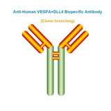 Anti-Human VEGFA×DLL4 Bispecific Antibody, Clone: tovecimig, Ships in 3-5 Weeks