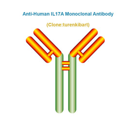 Anti-Human IL17A Monoclonal Antibody, Clone: turenkibart, Ships in 3-5 Weeks