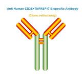 Anti-Human CD3E×TNFRSF17 Bispecific Antibody, Clone: velinotamig, Ships in 3-5 Weeks