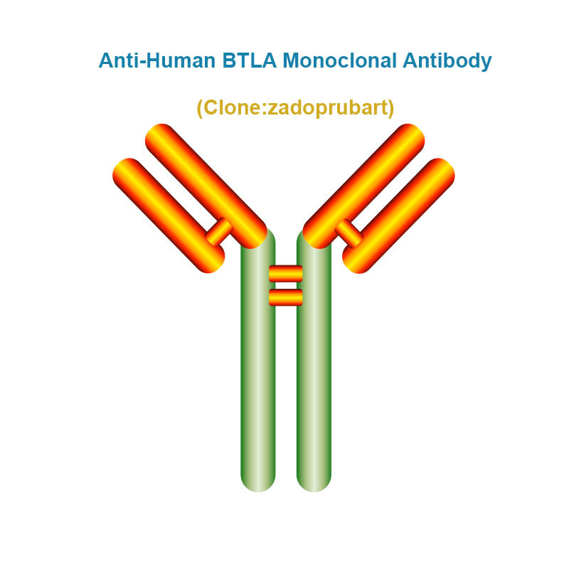 Anti-Human BTLA Monoclonal Antibody, Clone: zadoprubart, Ships in 3-5 Weeks