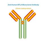Anti-Human BTLA Monoclonal Antibody, Clone: zadoprubart, Ships in 3-5 Weeks