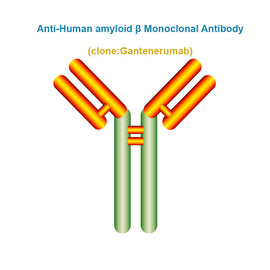 Anti-Human Amyloid β Monoclonal Antibody, Clone: Gantenerumab