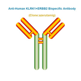 Anti-Human KLRK1×ERBB2 Bispecific Antibody, Clone: azerutamig, Ships in 3-5 Weeks
