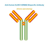 Anti-Human KLRK1×ERBB2 Bispecific Antibody, Clone: azerutamig, Ships in 3-5 Weeks