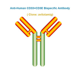 Anti-Human CD33×CD3E Bispecific Antibody, clone: avitotamig, Ships in 3-5 Weeks