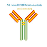 Anti-Human CSF2RB Monoclonal Antibody, Clone: birinkibart, Ships in 3-5 Weeks
