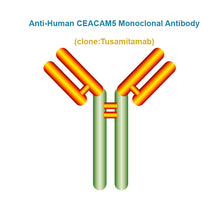 Load image into Gallery viewer, Anti-Human CEACAM5 Monoclonal Antibody, Clone: Tusamitamab