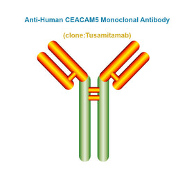 Anti-Human CEACAM5 Monoclonal Antibody, Clone: Tusamitamab