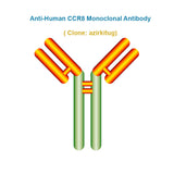 Anti-Human CCR8 Monoclonal Antibody,  clone: azirkitug, Ships in 3-5 Weeks