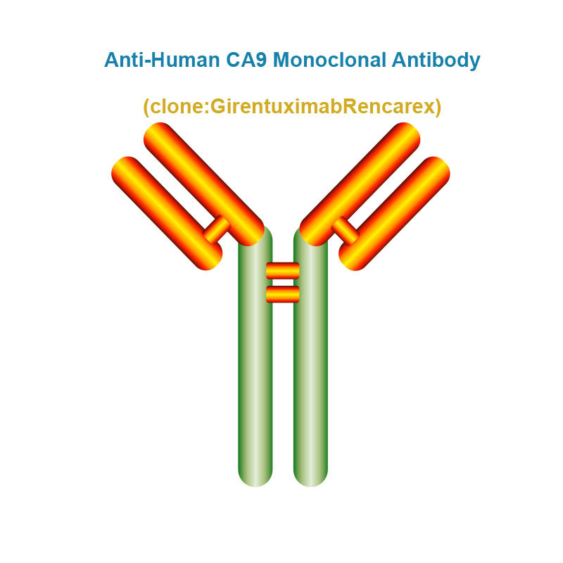 Anti-Human CA9 Monoclonal Antibody, Clone: GirentuximabRencarex
