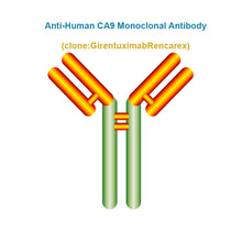 Load image into Gallery viewer, Anti-Human CA9 Monoclonal Antibody, Clone: GirentuximabRencarex
