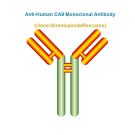 Anti-Human CA9 Monoclonal Antibody, Clone: GirentuximabRencarex